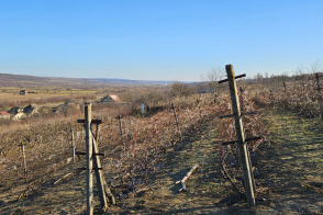 Strășeni, Pănășești